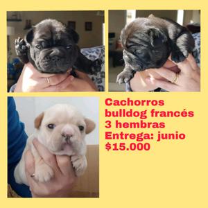 Bulldog francés cachorros