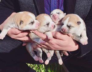 Cachorros Akita Inu Cachorros Puros Akita