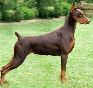 Cachorros Dobermann Pedigree Internacional