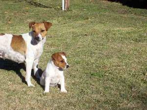 Cachorros Jack Russell Terrier Criadero De La Pisada
