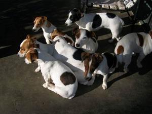 Hermosas Jack Russell Terrier Solo Hembras