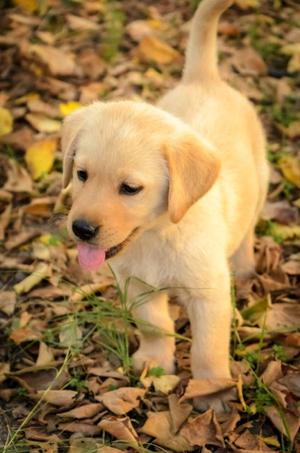 ÚLTIMA CACHORRA LABRADOR!!