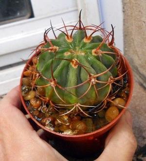 cactus lobivia en maceta 8