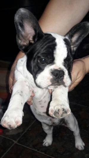 Bulldog frances hembra vendo