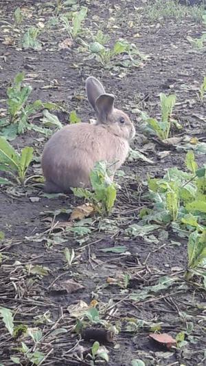 Vendo coneja hembra 4 meses 350