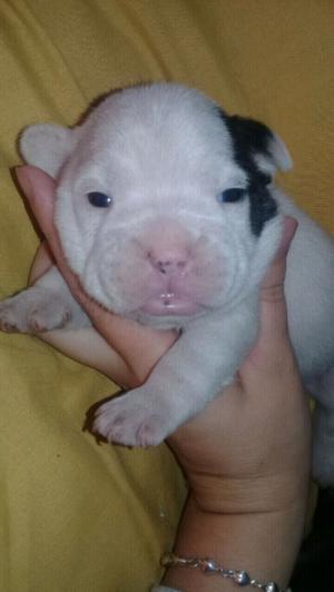 Vendoo hermosos cachorros bulldog frances