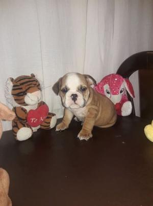 Cachorro Bulldog Ingles