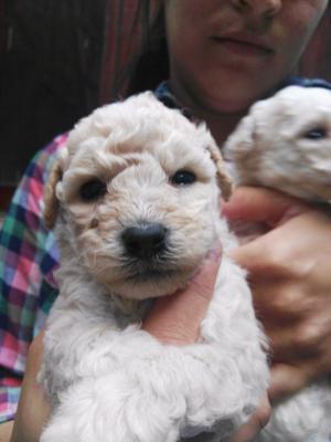 Cachorros caniche toy