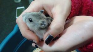 Hamster ruso bebes