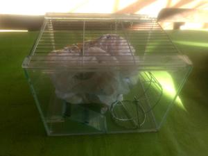 Hamstera completa 30 cm por 25 cm
