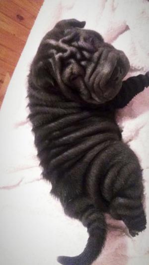 Shar Pei listo para entregar