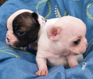 Vendo Cachorros Bulldog Francés