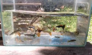 10 parejas Peces lebistes guppy