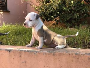 American Pit Bull Terrier