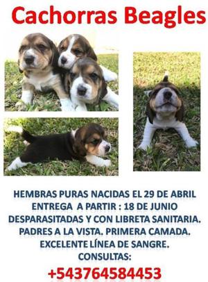 Cachorras Beagles Tricolor