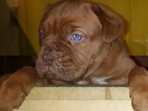 Cachorros dogo de burdeos