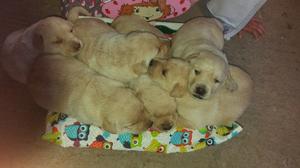 Cachorros labrador dorado nacido en mayo