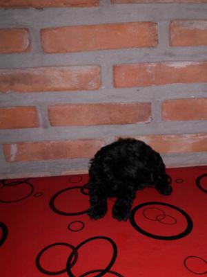 Caniche micro mini machito