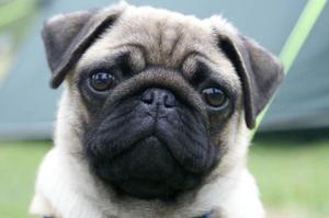 Pug Carlinos cachorras