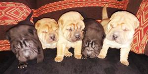 Vendo Cachorros Puros Shar Pei