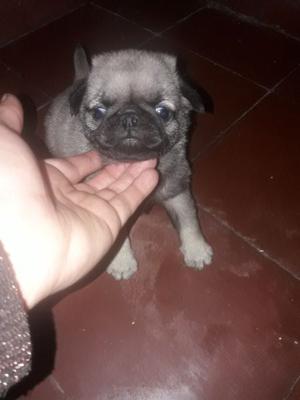 Última hembrita Pug Carlino