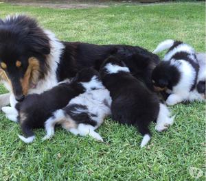 Cachorros collie tricolor