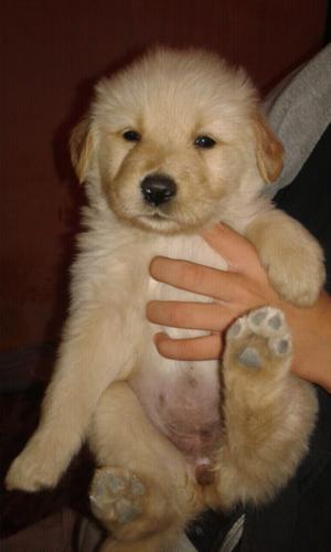 Cachorros golden retriber