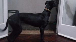 Galgo Greyhound 5 meses
