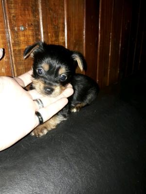 Yorkshire terrier mini belleza miniatura para reservar