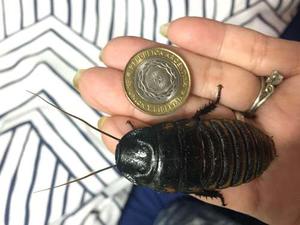 Cucarachas De Madagascar Para Mascota