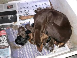 Doberman cachorros excelentes