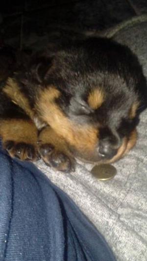 VENDO CACHORRA ROTTWEILER