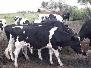 Vacas Holando Preñadas, Primera Parición / Terneros