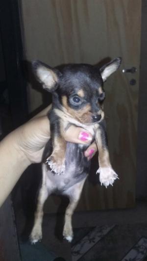 Vendo perrito pinscher.