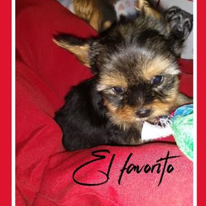 Vendo yorkshire terrier chiquito