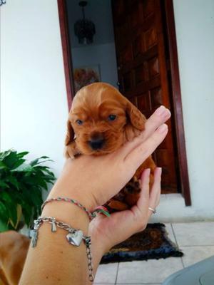 cachorro cocker spaniel ingles