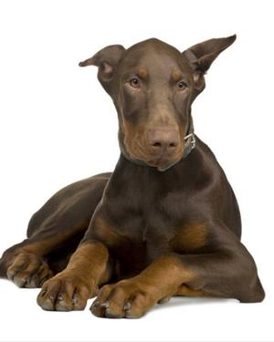 Cachorros doberman 45dias