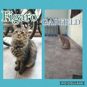 GATITOS EN ADOPCION. SE DAN SOLO EN CABA. LEER DESCRIPCION