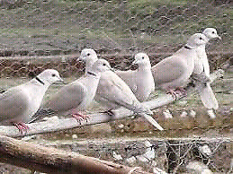 Vendo palomas de collar