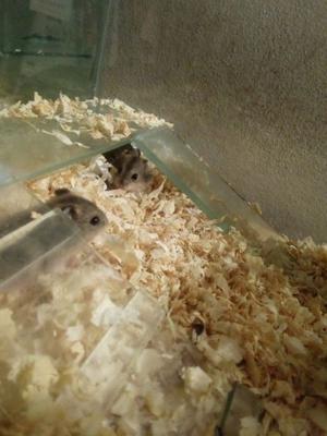 hermosos hamster rusos en berisso, ensenada, la plata!