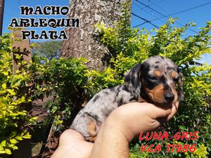 Cachorro dachshund Mini Arlequín Plata