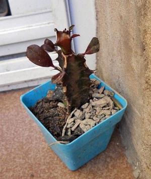 Euphorbia trigona rubra maceta 6