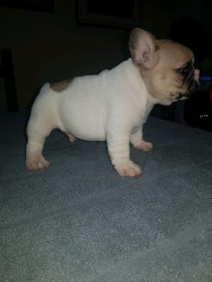 Vendo bulldog francés