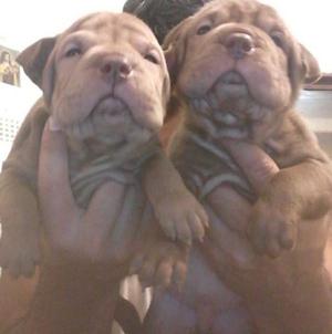 shar pei machos chocolates