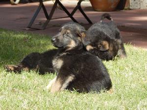 vendo cachorros ovejeros aleman