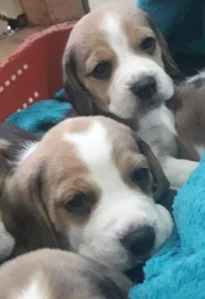 Beagles tricolor hembras y machos whatsap 