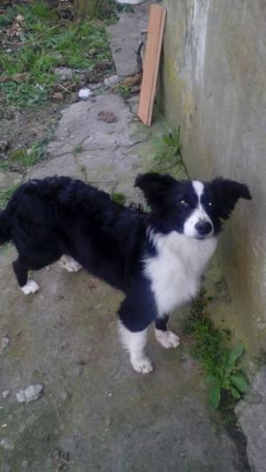 Border Collie, sin pedigree, machos e hembras