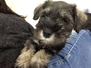 Cachorro Schnauzer mini