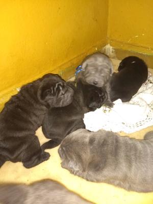 Cachorros sharpei machos