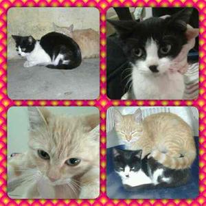Hermosos Gatitos En Adopción!!!